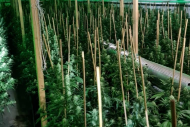 JOŠ JEDNA ZEMLJA LEGALIZOVALA MARIHUANU! Uzgajanje će biti dozvoljeno i u kućnim uslovima nakon prijavljivanja vlastima