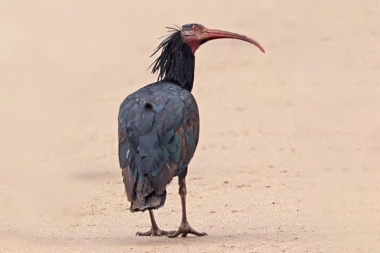 ČUDNA PTICA POJAVILA SE U BOSNI! Kažu da je izumrla još u 17. veku, sada je uočena u Cazinu (FOTO)