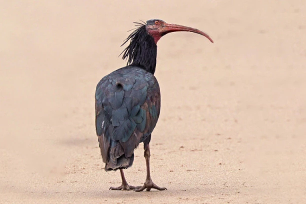 ČUDNA PTICA POJAVILA SE U BOSNI! Kažu da je izumrla još u 17. veku, sada je uočena u Cazinu (FOTO)
