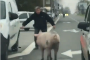 KOMEDIJA UŽIVO! Jurcanje za svinjom po Karaburmi! (VIDEO)