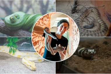 MARIJA I NJENE ZMIJE! Ćerka Vuka Bojovića brine o pitonima, smukovima... ZAVIRILI SMO U ČUDESAN SVET REPTILA U ZOOLOŠKOM VRTU! (FOTO, VIDEO)