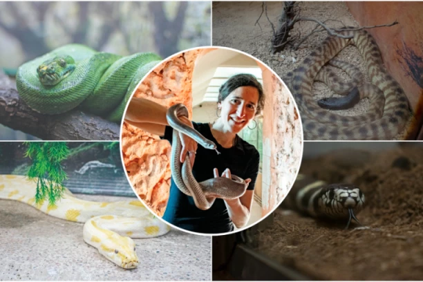MARIJA I NJENE ZMIJE! Ćerka Vuka Bojovića brine o pitonima, smukovima... ZAVIRILI SMO U ČUDESAN SVET REPTILA U ZOOLOŠKOM VRTU! (FOTO, VIDEO)