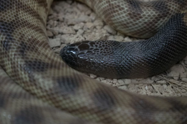 STANOVNIK DEDINJA U DVORIŠTU PRONAŠAO LEGLO OD 15 ZMIJA! Evo zašto OBAVEZNO treba ići lekaru i kad vas ujede ona koja nije otrovna!