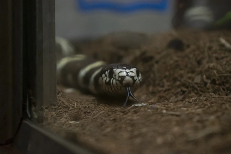 AMERIKANAC ŽIVEO U KUĆI SA 124 ZMIJE: Pronađen mrtav, obdukcija otkrila uzrok smrti