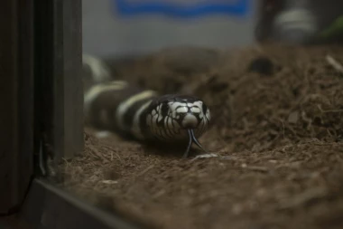 AMERIKANAC ŽIVEO U KUĆI SA 124 ZMIJE: Pronađen mrtav, obdukcija otkrila uzrok smrti