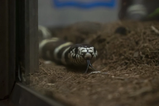 AMERIKANAC ŽIVEO U KUĆI SA 124 ZMIJE: Pronađen mrtav, obdukcija otkrila uzrok smrti