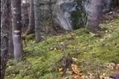 ŠETALI SU ŠUMOM I NAIŠLI NA NAJJEZIVIJI PRIZOR KOJI NISU VIDELI NI U NAJGORIM NOĆNIM MORAMA! Sve je izgledalo normalno, a onda je usledio haos!