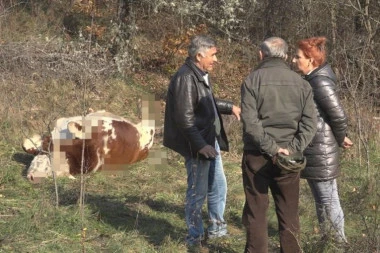 HOROR SCENA U PRIBOJU: Iz pištolja ubijeni krava i bik - vlasnik šokiran prizorom, ni ne sanja ko bi mogao to da uradi