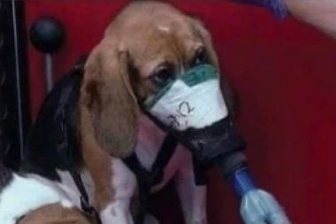 SLIKA KOJA DOKAZUJE KAKVI SU LJUDI MONSTRUMI! Pse koriste kao eksperiment: Tesitraju na njima duvan, oči životinje sve pokazuju (FOTO)