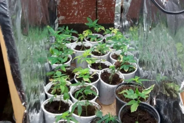 OTRIVENA JOŠ JEDNA LABORATORIJA ZA UZGOJ MARIHUANE! Hapšenje u Sokobanji!