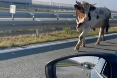 A BULL ALMOST CAUSED CHAOS ON THE HIGHWAY NEAR NOVI SAD: He walked casually between vehicles (VIDEO)