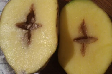 MILOŠ ĐOKIĆ JE PRESEKAO KROMPIR, A ONDA JE OSTAO U ŠOKU: Ovo je Božji znak - nadam se da će se dogoditi nešto pozitivno!