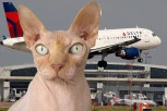 U AVIONU ZADIGLA MAJICU, OTKRILA DOJKU I POČELA DA "HRANI" SVOJU MAČKU! Jeziva scena na letu, putnici doživeli šok, ALI ONA NIJE HTELA DA ODUSTANE!