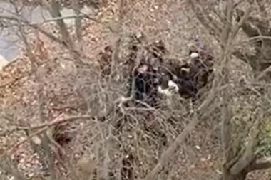 EKOLOZI BIJU KAO SVETI ILIJA! 50 na JEDNOG!  Novi UZNEMIRUJUĆI SNIMCI brutalnog prebijanja mladića u NOVOM SADU! (VIDEO)