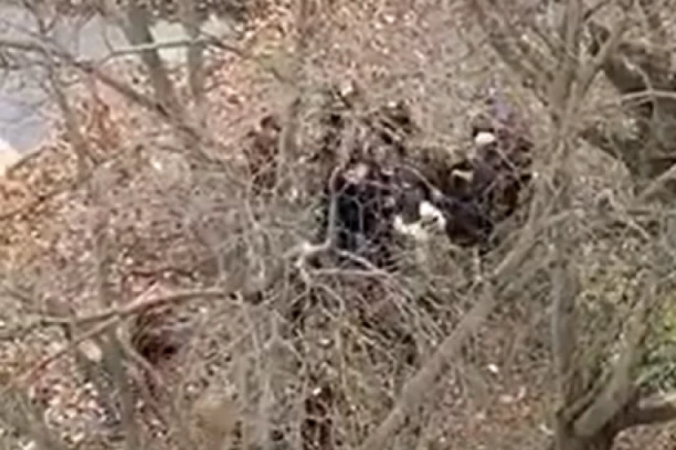 EKOLOZI BIJU KAO SVETI ILIJA! 50 na JEDNOG!  Novi UZNEMIRUJUĆI SNIMCI brutalnog prebijanja mladića u NOVOM SADU! (VIDEO)