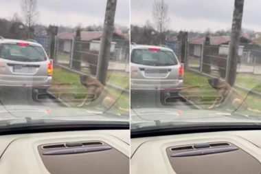 ZAVEZAO PSA ZA AUTOMOBIL I VUKAO GA:  Snimak uznemirio javnost SLUČAJNI PROLAZNIK SVE ZABELEŽIO (VIDEO)