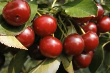 HOLANĐANI POVLAČE VIŠNJE IZ SRBIJE! U smrznutom voću nađeni pesticidi