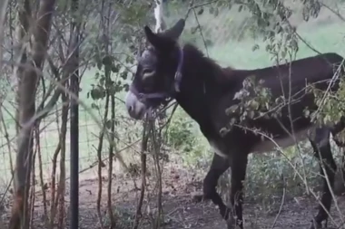 MAGARAC MIHAJLO VIŠE NE PLAČE: Ima novi dom, neće ići u KLANICU, ali ponovo mu je POTREBNA POMOĆ