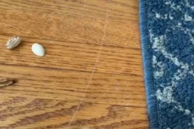 E, OVO JE STVARNO MALA TAJNA VELIKOG MAJSTORA! Pogledajte kako se lako rešiti OGREBOTINA NA PARKETU i DRVENOM NAMEŠTAJU i to uz pomoć namirnice koju svi imamo u kući! (VIDEO)