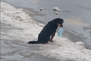 "OVAJ PAS JE ČISTIJI OD POLA LJUDI KOJI UĐU U AUTOBUS": Snimak iz Batajnice koji je podelio mnoge, nekima je zabavan a nekima tužan (VIDEO)