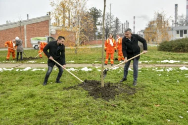 Zaposleni NIS-a zasadili u Pančevu 500 sadnica javora i platana