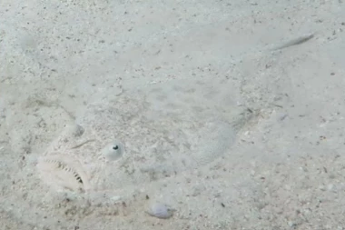 RETKA ZVERKA VIĐENA NA DNU MORA: Ovu neman teško je primetiti uprkos veličini (VIDEO)