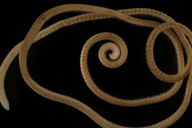 EVOLUCIJSKO ČUDO: Naučnici duboko pod zemljom pronašli životinju sa 1.306 nogu (FOTO)