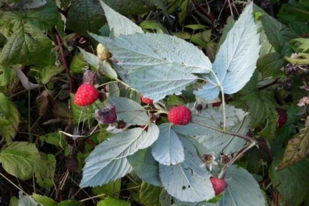 KRENULA SEZONA OVIH POSLOVA! Dnevnice idu i do 50 evra, mladi izbegavaju da ih rade, a ovo je razlog