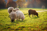 BIZARAN PRIZOR NA GROBLJU U NIŠU: Žena došla da obiđe pokojne roditelje pa zatekla stado ovaca