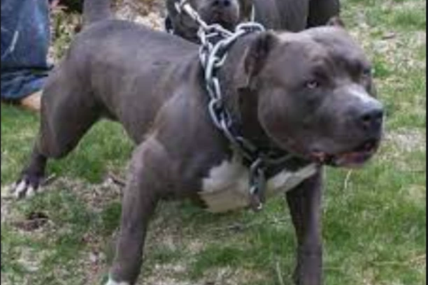 ŽENU (60) NAPALI I USMRTILI PSI: Incident POTRESAO Liverpul