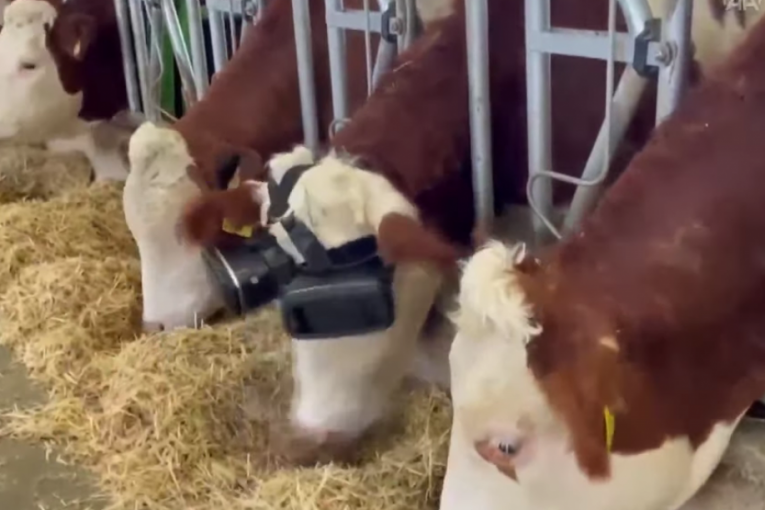 PRIZOR SA ZLATIBORA ZGROZIO GRAĐANE: Snimak koji je zapalio društvene mreže (VIDEO)