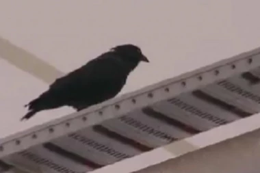 CRNI GAVRAN SE NADVIO NAD AUSTRALIJOM: Nadrealne SCENE pred početak AO, šta se to dešava na najmanjem kontinentu?