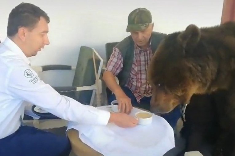 URNEBESAN SNIMAK SA STARE PLANINE: Medved svratio u hotel i najkulturnije popio kafu (VIDEO)