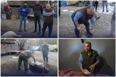 ORBAN UŽIVO PRENOSIO KAKO KOLJE I ŠURI SVINJU! Mađarski premijer u nestvarnom izdanju: U gumenjacima zagazo u blato, pa izvadio nož i brener! (VIDEO)