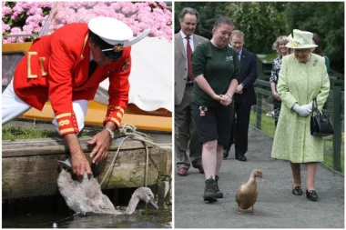 SMRTONOSNI VIRUS NA DVORU, KRALJICA U OPASNOSTI: Ubijeno 26 labudova u vlasništvu Elizabete II, naložena HITNA ISTRAGA!