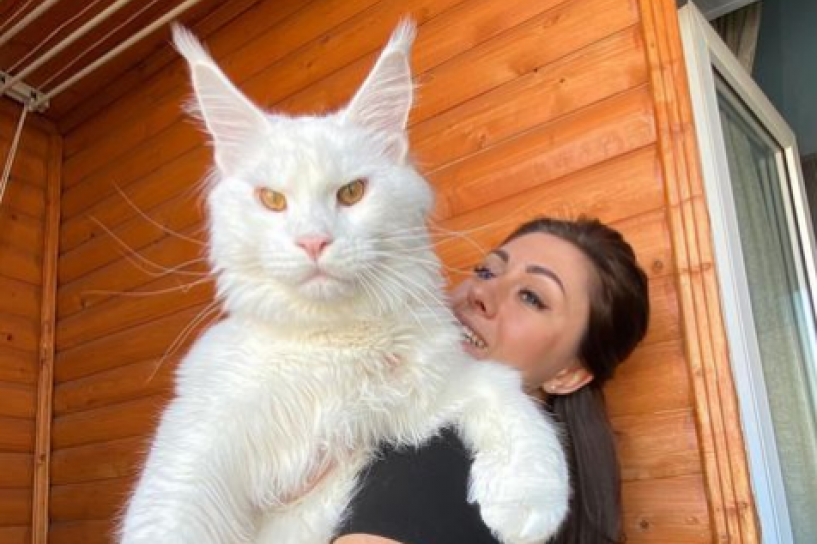 NA PRVI POGLED SVI MISLE DA JE PAS: Julijin mačak Kefir je ogroman i ima više od 10 kila, a postao je prava internet senzacija (VIDEO)