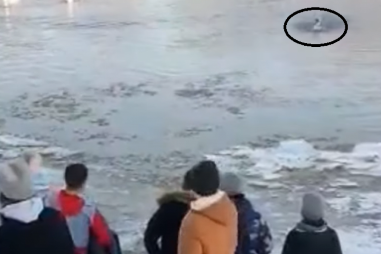 O PODVIGU NEBOJŠE VELIMIROVIĆA IZ BEČEJA PRIČA SRBIJA! Pogledajte kako je ovaj hrabri mladić skočio u ledenu Tisu da spase onoga koga bezgranično voli! (VIDEO)