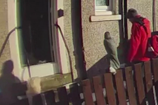 UŽAS! Poštar nije želeo da pomogne baki: Starica ostala da bespomoćno ZAPOMAŽE! (VIDEO)