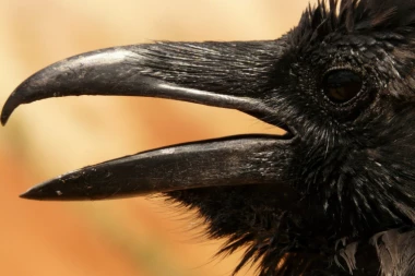 Ne prilazite na ulici i ne uzimajte u ruke bolesne vrane i svrake, UGROZIĆETE SEBE! Mogu vam preneti OPASAN VIRUS!