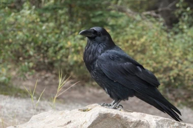VRANE U BEOGRADU PODIVLJALE! Napadaju ljude, građani zabrinuti, stručnjaci objasnili kako da se zaštitite