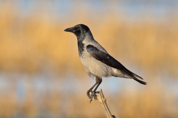 U OVOJ FIRMI ZAPOSLENE SU I PAMETNE VRANE! Dobile su značajan posao za grad, a plata im je vrhunska