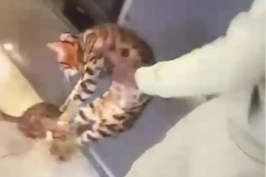 KRETEN! Poznati fudbaler se iživljavao nad mačkom - monstrum! (VIDEO)