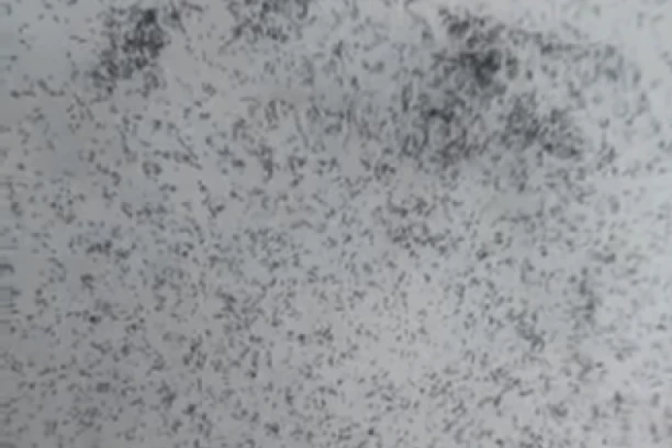 NESVAKIDAŠNJA POJAVA NA SNEGU UZNEMIRILA MEŠTANE BUČJA! Znate li vi možda šta je ovo!? (VIDEO)