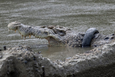 JEZIV SNIMAK HARA INTERNETOM: Krokodil u čeljustima nosio LEŠ golog muškarca! UŽAS! (FOTO, VIDEO)