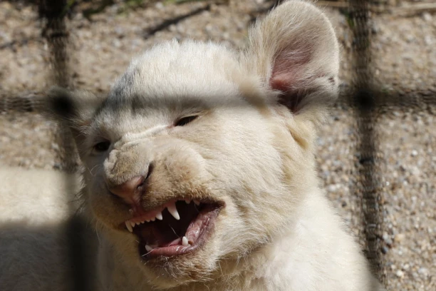 USKORO ĆE POČETI DA JEDE LJUDE PO BUDVI! Zastrašujuće upozorenje stručnjaka zbog životinje u bekstvu: ZA TRI MESECA POSTAJE ZVER!
