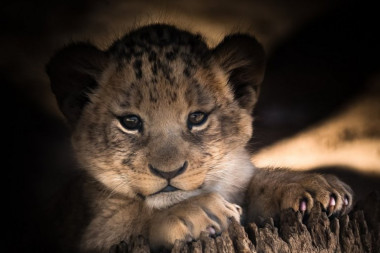 WWF UPOZORAVA: Odbegli lav u Budvi ukazuje na problem krijumčarenja životinja