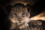 WWF UPOZORAVA: Odbegli lav u Budvi ukazuje na problem krijumčarenja životinja