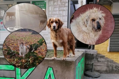 UZNEMIRUJUĆE! Na ulicama Beograda pobacane OTROVNE PILEĆE GLAVE - Mrežama kruži JEZIVA FOTOGRAFIJA: Vlasnici kućnih ljubimaca u strahu, nastradala mačka!