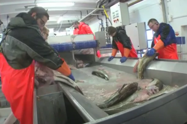 RADI SE PO 18 SATI, NEMA SLOBODNOG DANA, MORA SVA RIBA DA SE OČISTI: Saša otkrio pravu istinu o uslovima na Aljasci