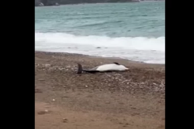 PRETUŽAN PRIZOR U BEČIĆIMA: Uginuli delfin na plaži (VIDEO)